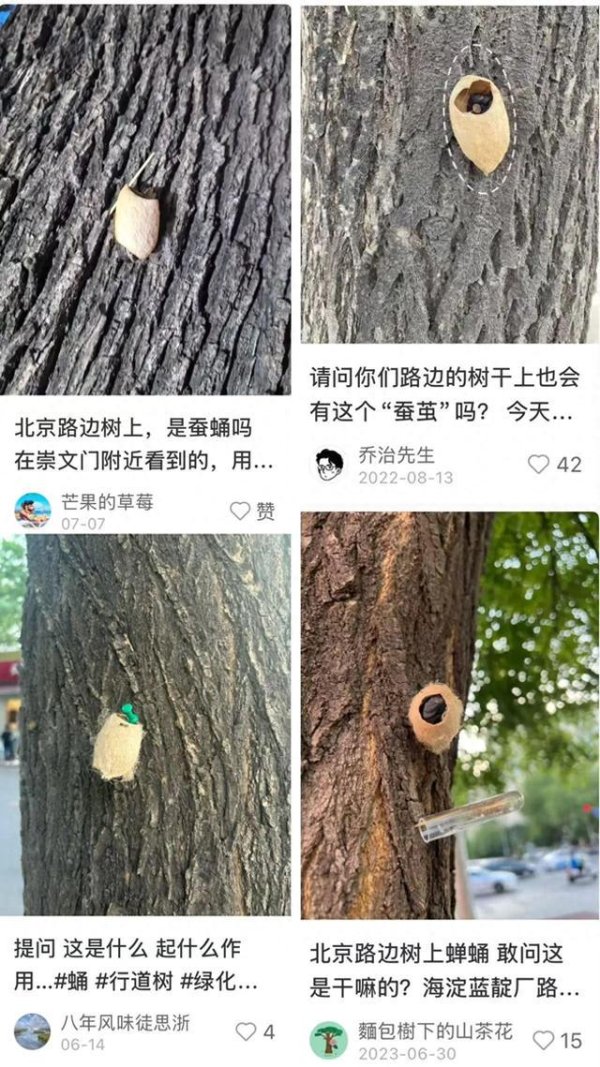 益牛网 在路边看到这种黑色的蛹千万别动 网友：有“编制”